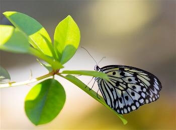 ButterflyRS33