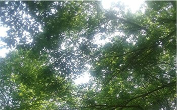 Tree Tops350