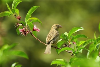 finch350