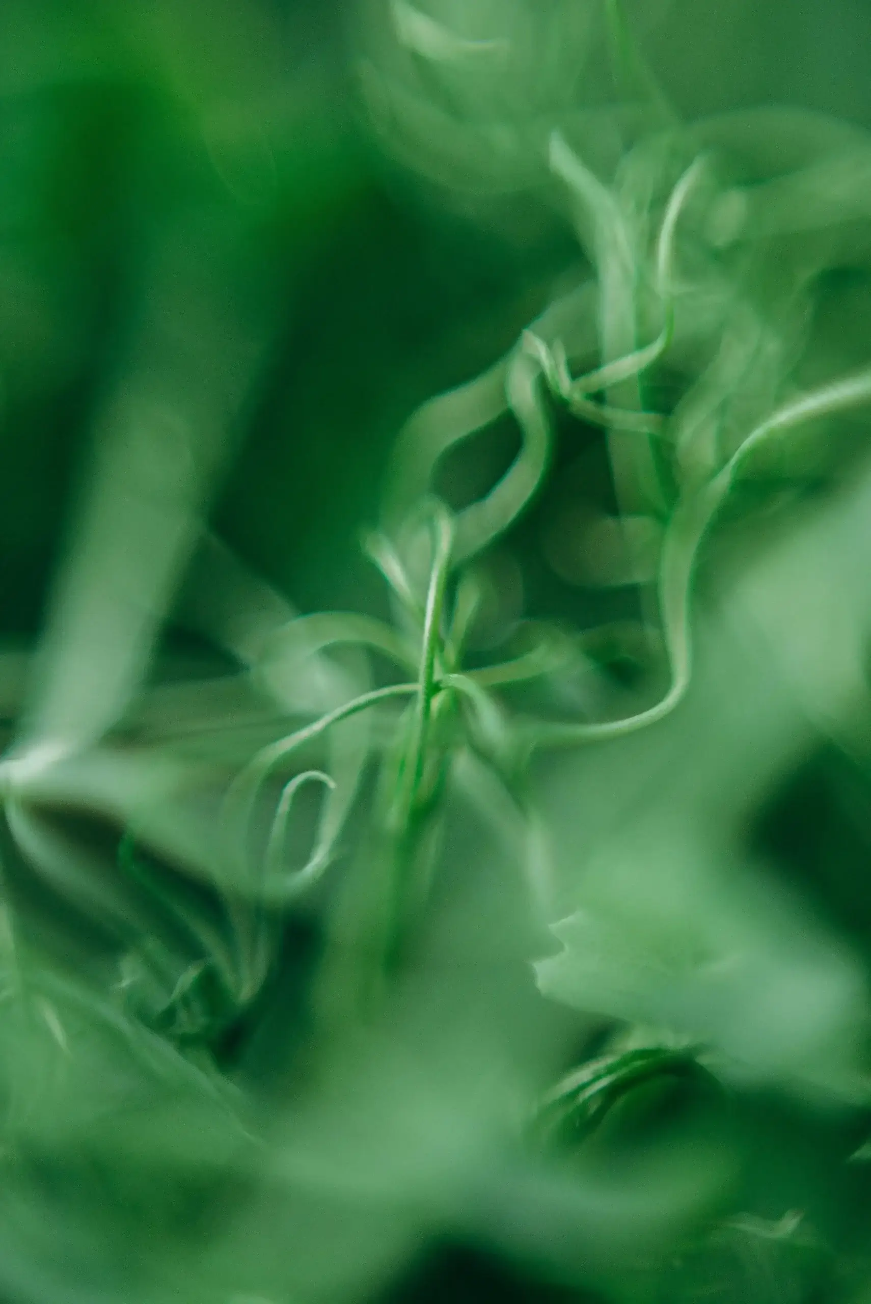 A slender tendril is hope, delicate and determined, tender and tenacious.